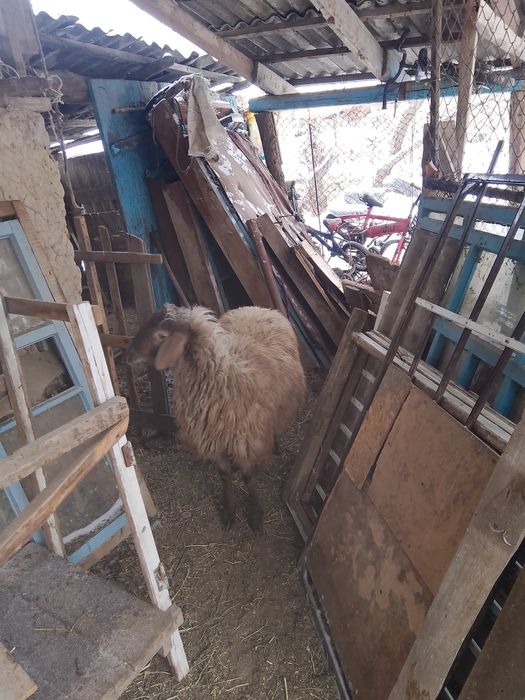 қошқар, қой, баран, кошкар
