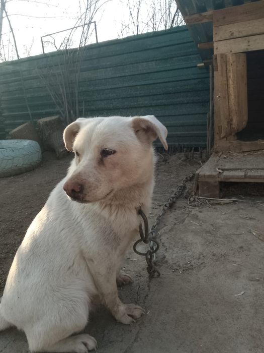 Собака  супер добрейшая , ищем хозяина