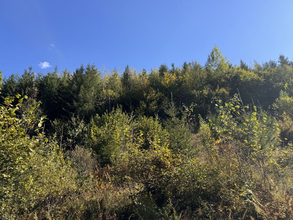 Vand padure 10 ha Damuc