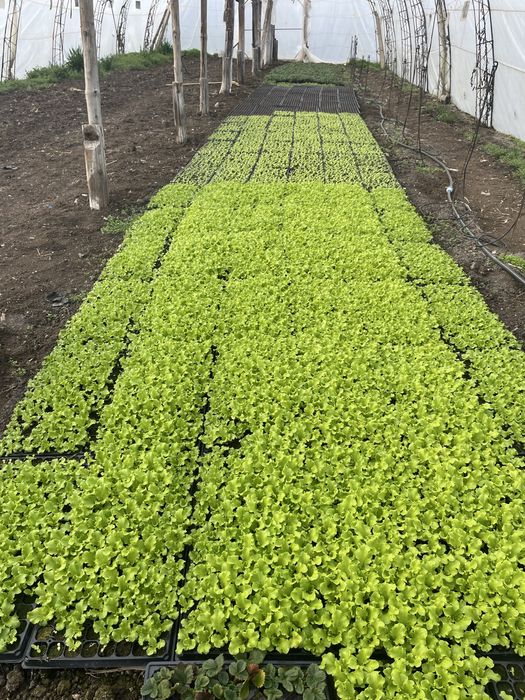 Разсад марул ягоди