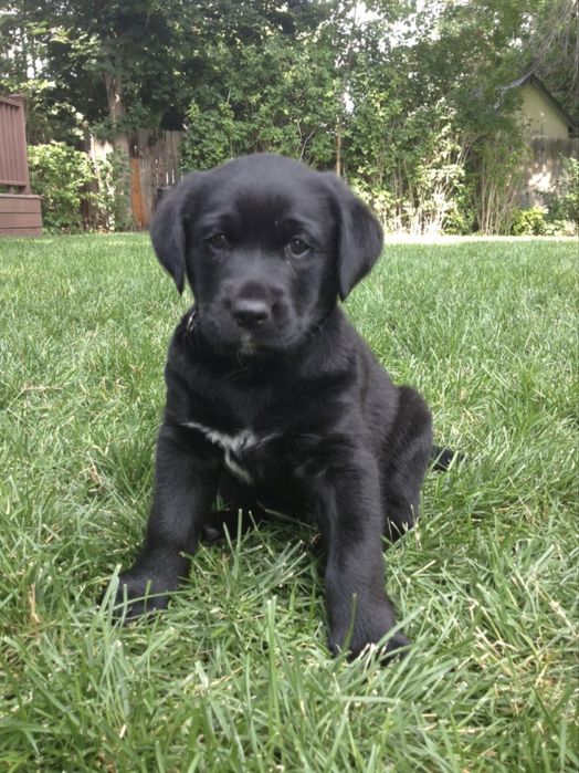 Labrador retriever 500 lei