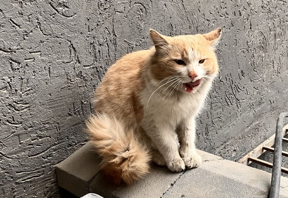 Рыжий кот в самые добрые руки