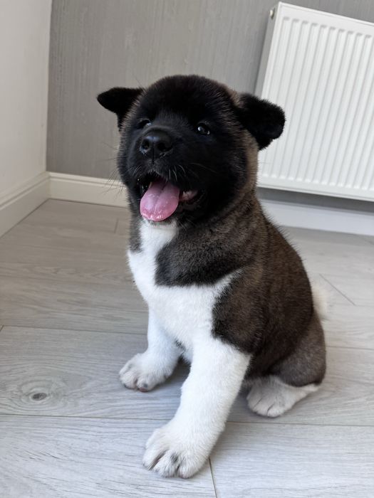 Akita American Femela
