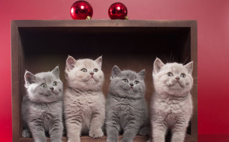 Серебристые Ребятишки