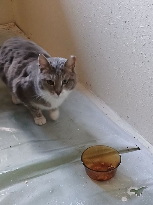 Подарявам женско коте