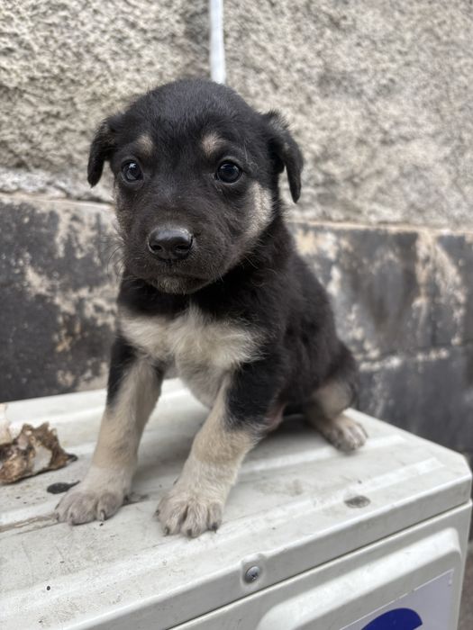 Ищу щенку дом срочно