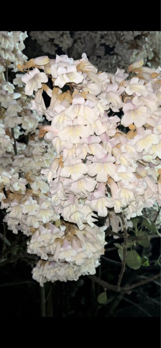 Павдовния тамыры, черенки