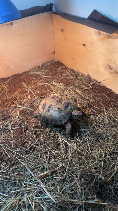 Сухопутная черепаха