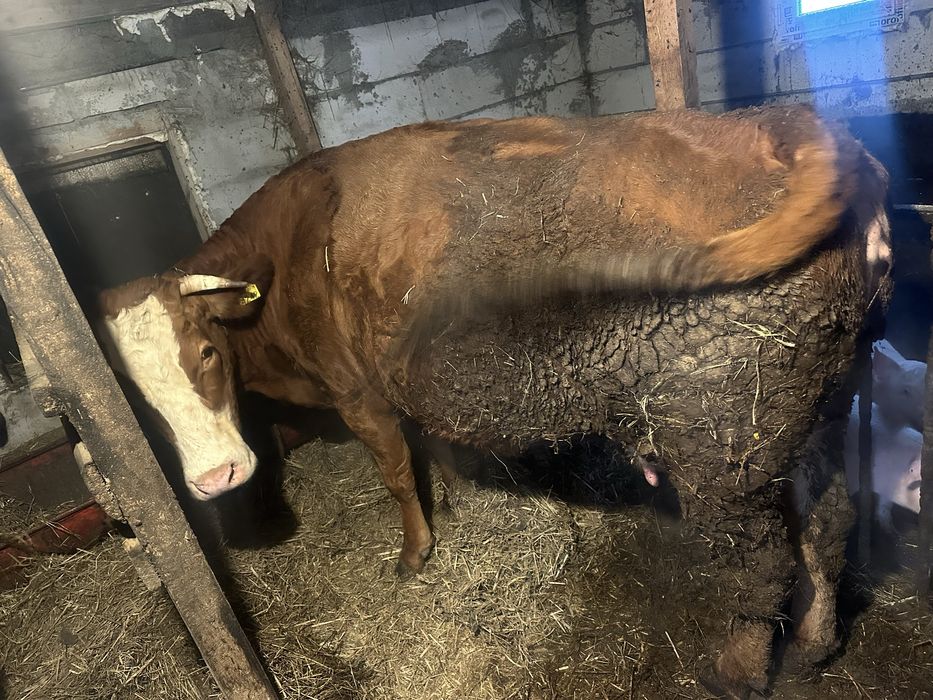 Vand vaca metis Afăta