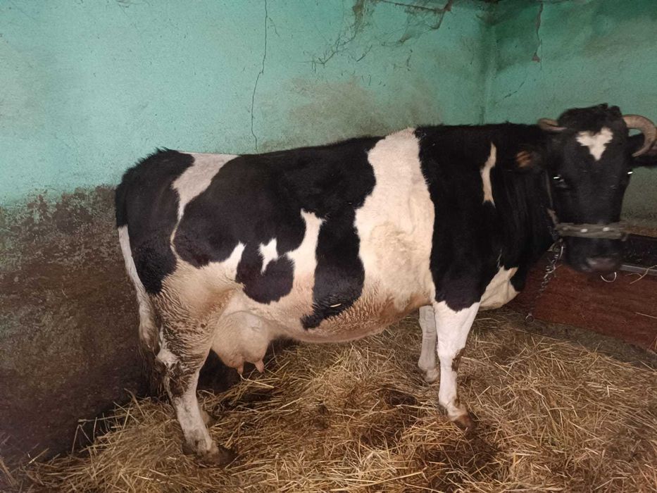 vaca de vanzare,gestanta 7 luni