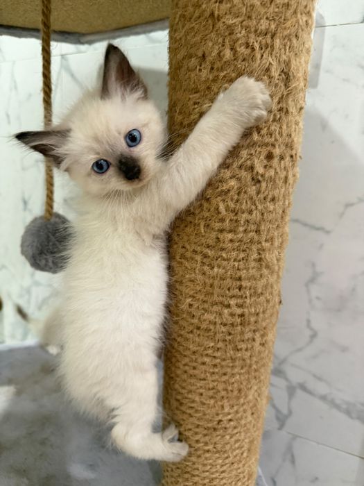 Отдаем котят в добрые руки