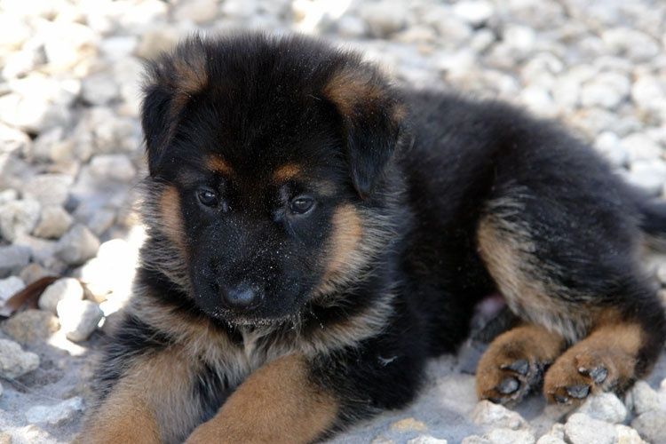 Щенки немецкой овчарки