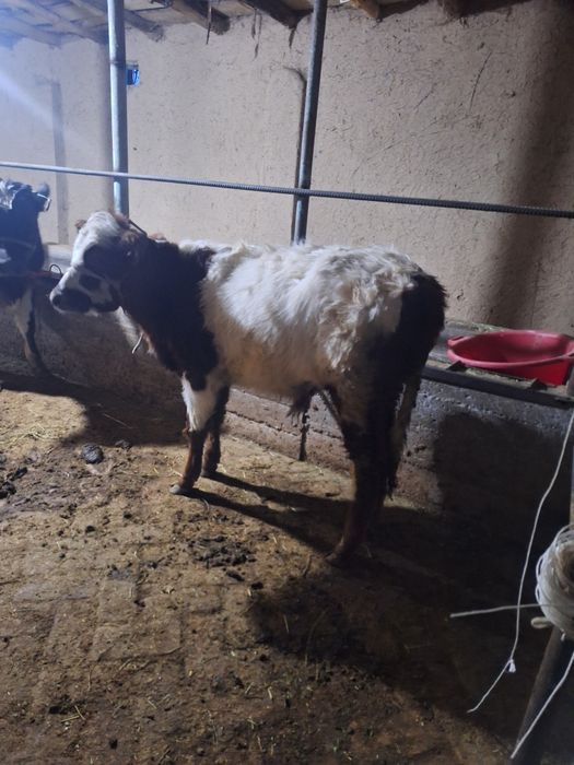 Buqacha sotiladi yep ichishi zor