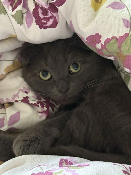 Отдам кота в добрые руки