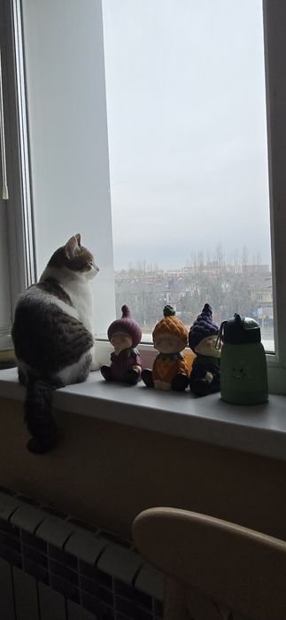 Отдам кошку  в добрые руки