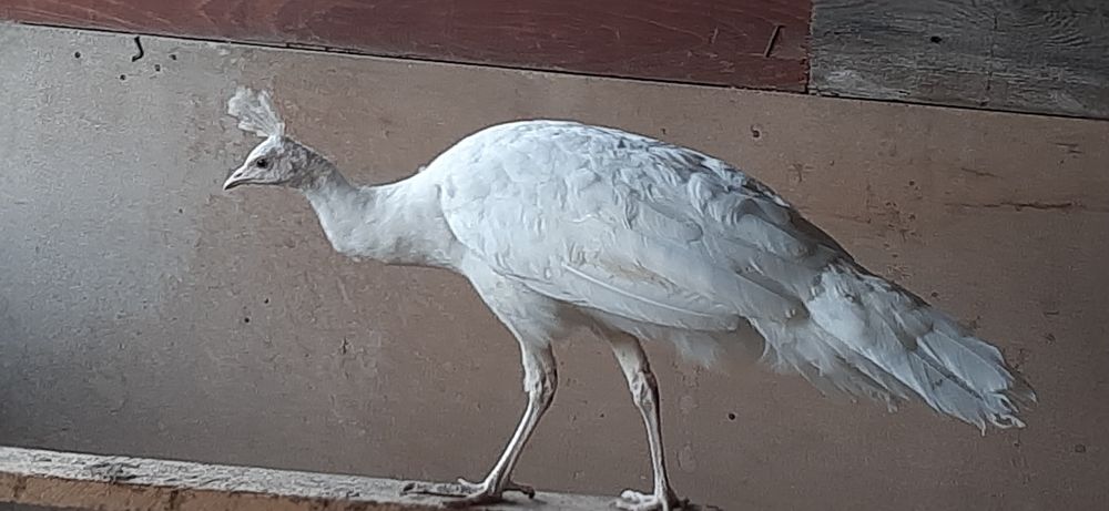 Schimb mascul 2025 cu femela sau mascul umăr negru sau alta  culoare