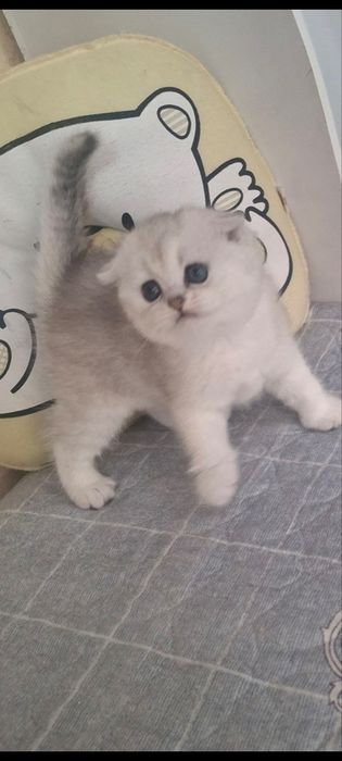 Кошка, хайленд фолд, шиншилла биколорная