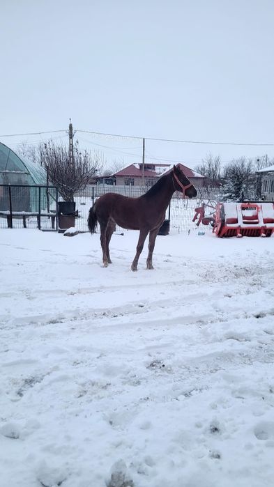 Iapă cu mânz, corcitura frizian