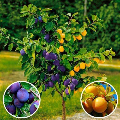 Pomi Fructiferi Duo ( Prun )