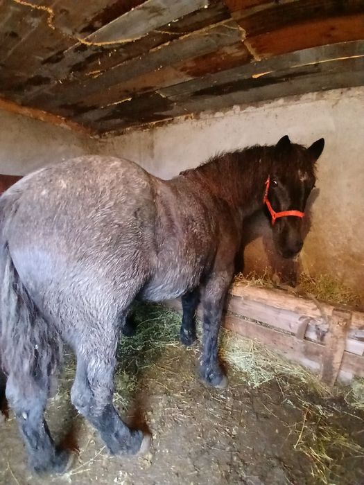 Schimb 3 mânze cu vaci sau cu oi de carne