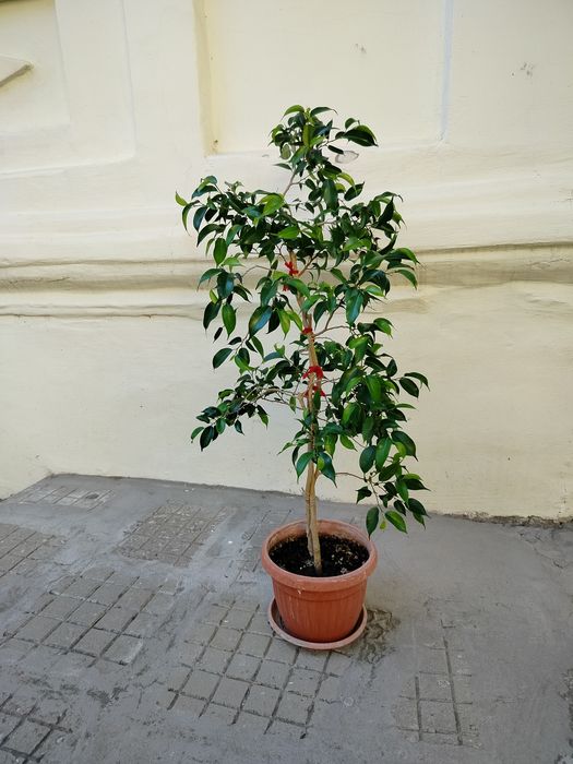 Фикус Бенджамин, Шефлера, Драцена, Сансевиера