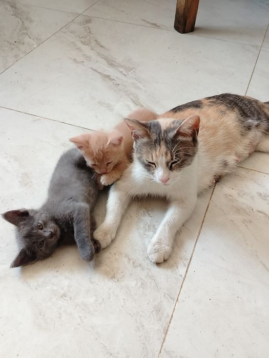 Котята в добрые руки.