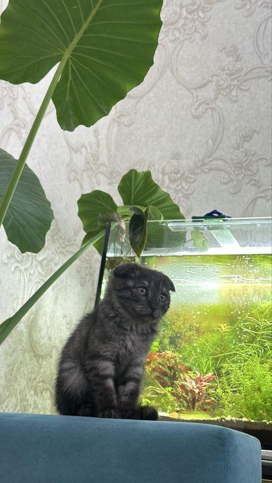 Кошечка вислоухая