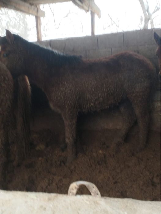 Продам жеребчеков Алтайской породы