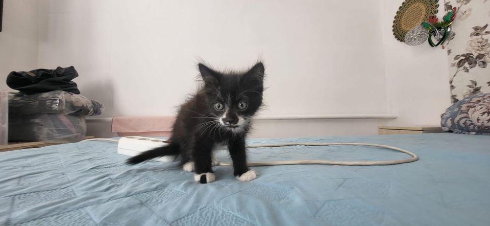 Отдам котят в хорошие руки