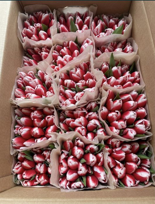 Тюльпаны по оптовой цене