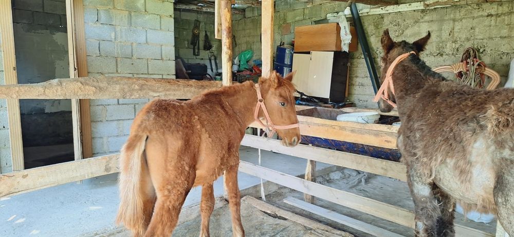 Тайлар 1 еркек 1 ургашы