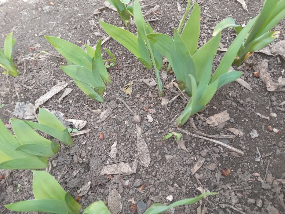 Многолетние цветы