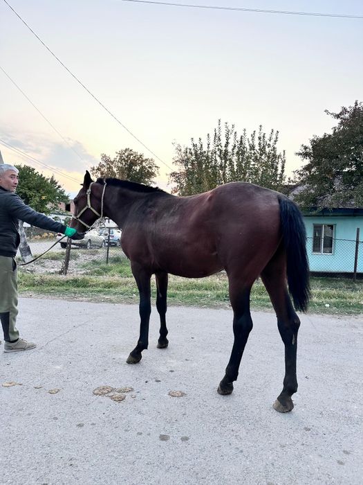 Чк құнан сатылады