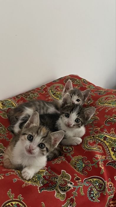 Котята в самые ответственные руки