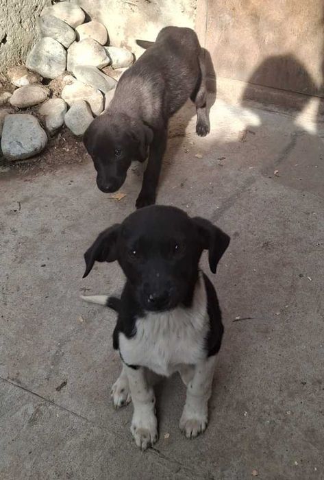 Отдадим щенят в хорошие руки