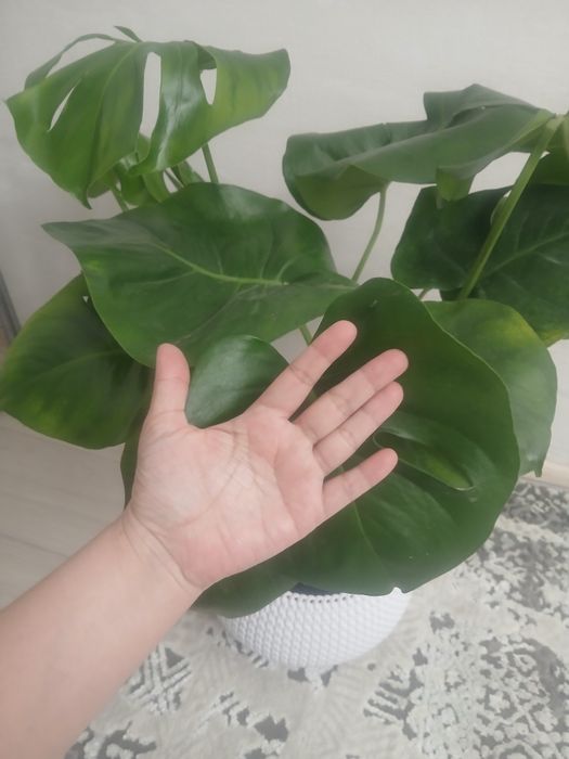 Цветы комнатные для дома и офиса