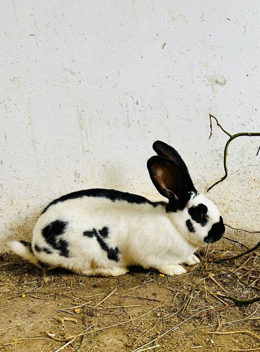 Iepuri fluture german