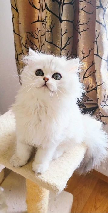 Fetita british longhair silver din ambii parinti Campioni Mondiali