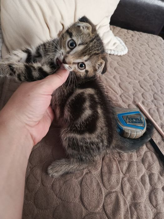 Вислоухие котята мальчики и девочка