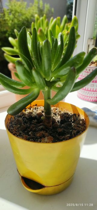 Продам  молодые суккуленты