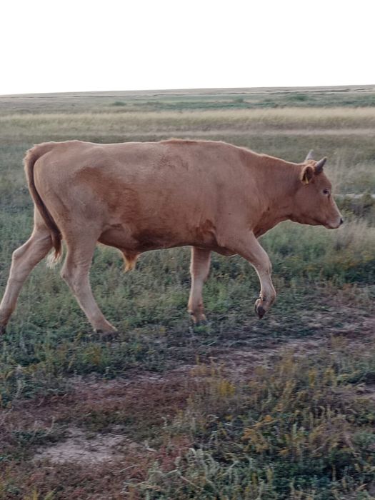 Еркек мал кесілген