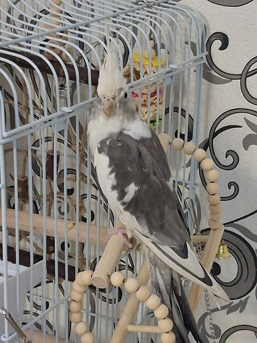 Попугай.  корелла