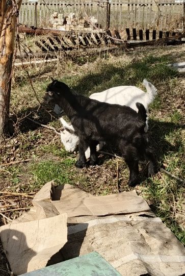 Продам козлика . Альпиеец цена 20000т