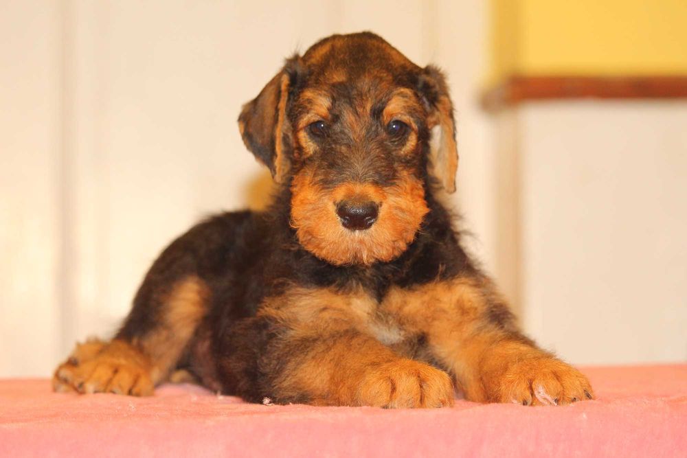 pui airedale terrier din parinti campioni