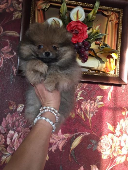 померанский шпиц