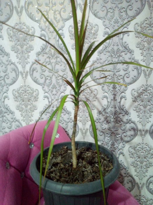 Продаю драцену комнатную.