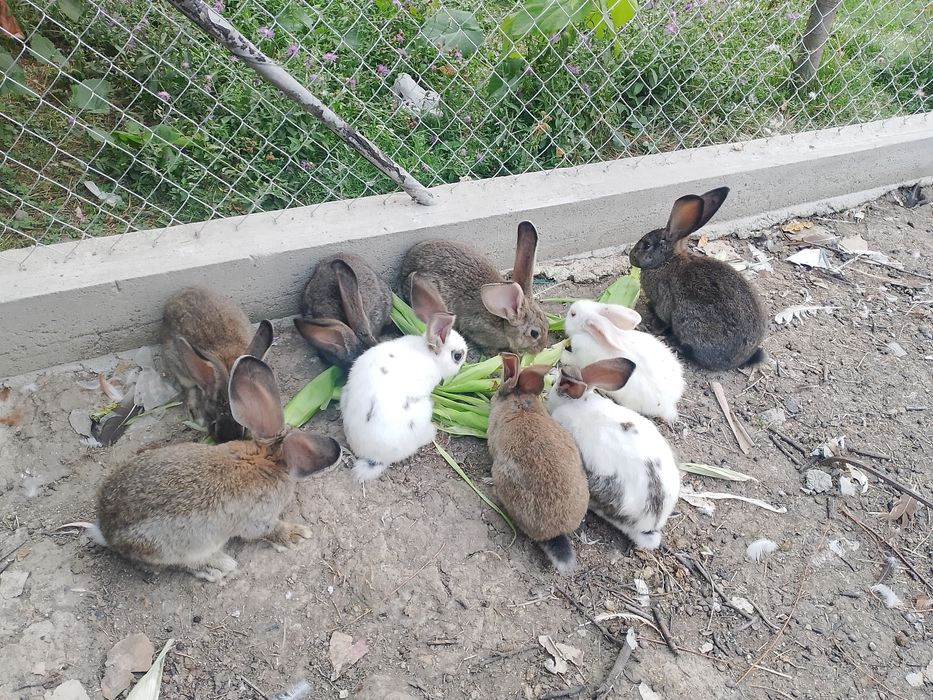 Vând iepurii uriaș german