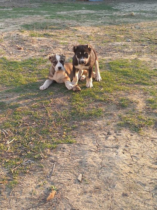 Төбет күшік 1 жарым айлық