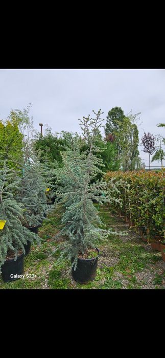 Vând plante ornamentale