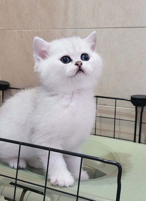 British shorthair & longhair chinchilla
